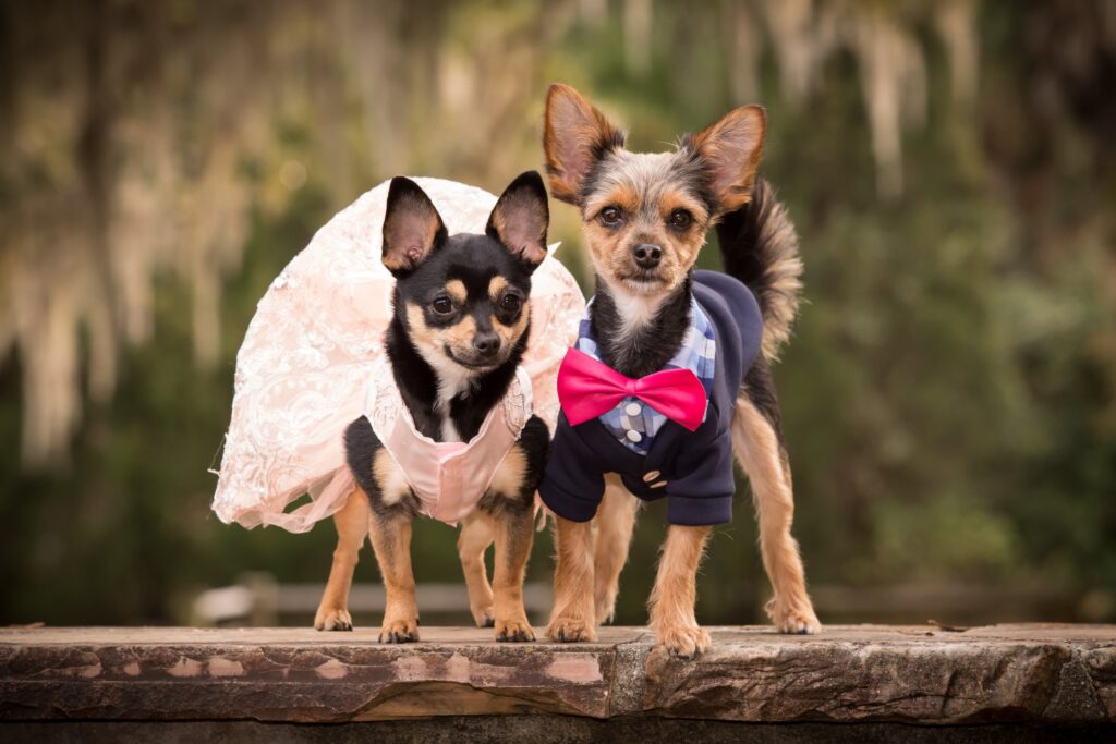two dogs dressed in a tuxedo and dress in dog during a Tampa photoshoot with pets