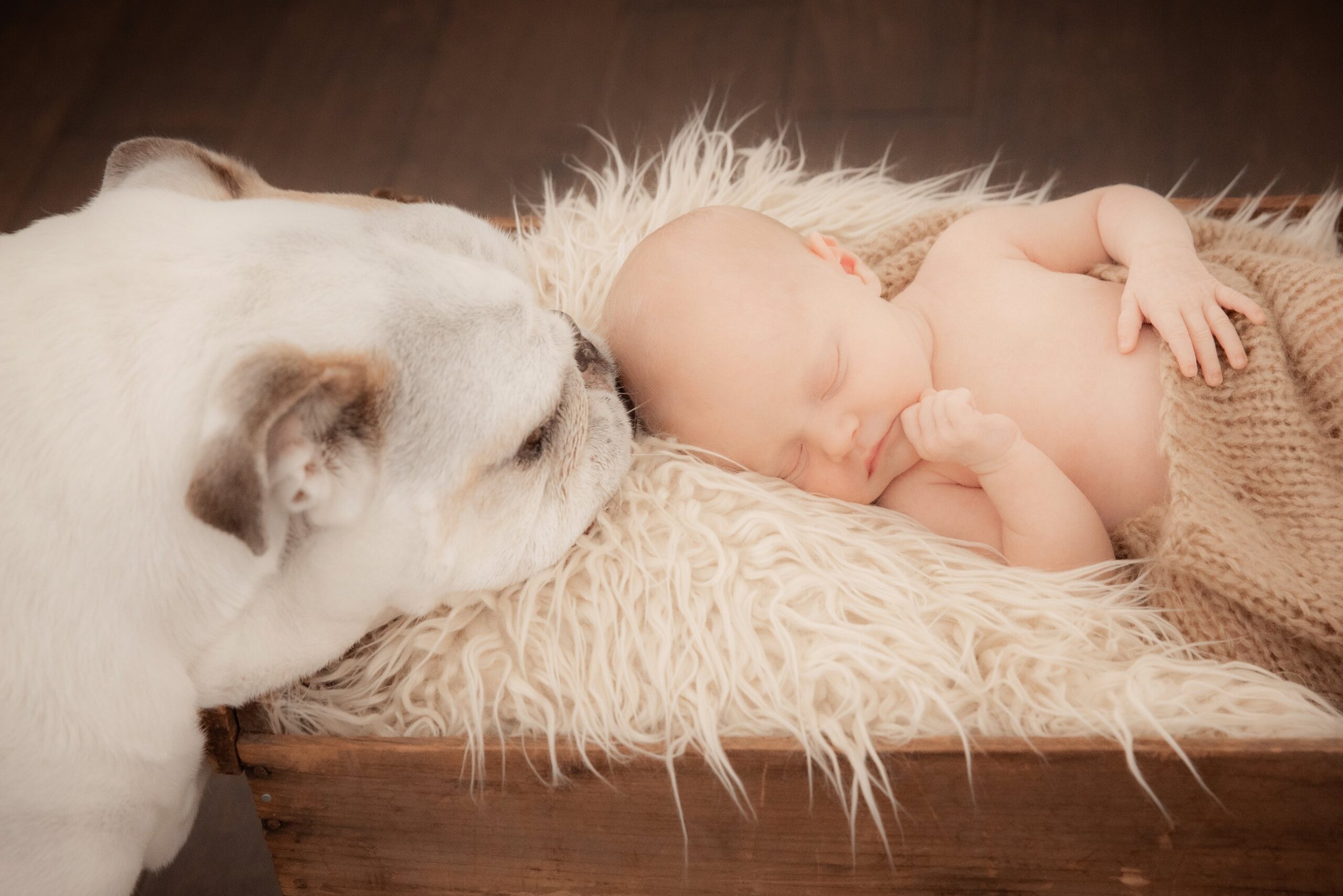 newborn photo shoot with dog