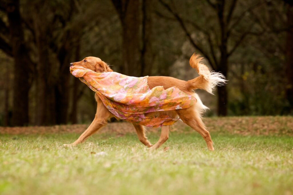 dog running away with fabric during a Tampa photoshoot with pets