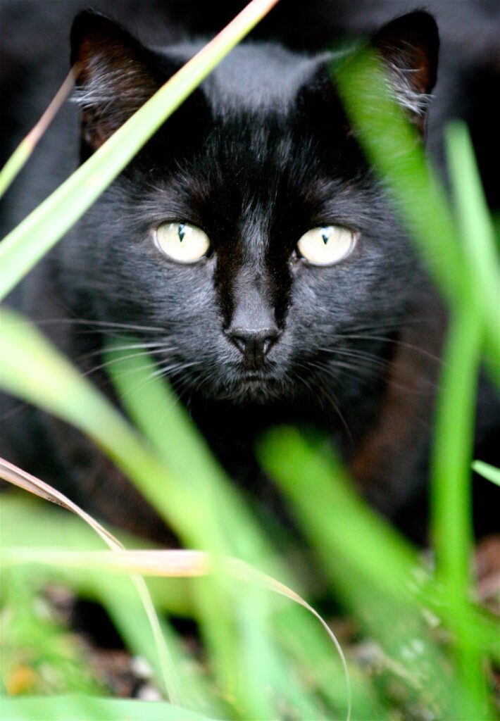 black cat peaking behind blades of grass